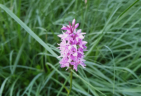 Knabenkräuter gehören zu den mehr als 35 Orchideenarten in Estland