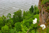 Die Steilkste der Ostsee erreicht zwischen den Orten Ontika und Toila eine Hhe von bis zu 56 Metern ber dem Meeresspiegel.